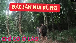 VERY SPECIAL MOUNTAIN FOREST SPECIALTIES IN LAOS AT EXTREMELY CHEAP PRICES, AND DISCOVERING THE GOLD