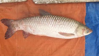 Amazing Big 7000 gm Grass Carp (গ্রাস কার্প) Fish Cutting Video || Fish Cutting in the Fish Market