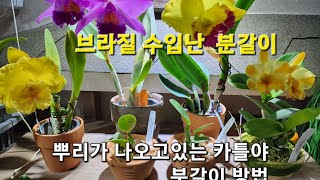 뿌리가 나오는중 또는 2~3cm 자란 카틀레야 분갈이방법 (브라질 수입난)