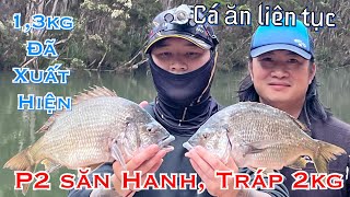 Câu cá Hanh, Tráp - mồi yabbies. Cá cắn liên tục, giật mỏi tay