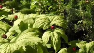 Herbal Materia Medica #10 Goldenseal American Herbal Poster