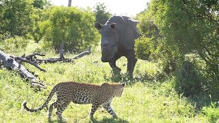 LEOPARD and RHINOs interact 🐆 🦏