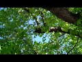 130 pruning a tree that was topped in the past