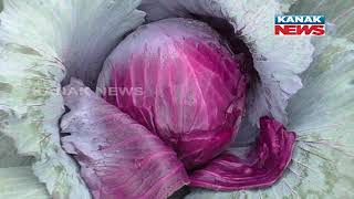 Sambalpur: Red Cabbage Cultivation By Two Brothers