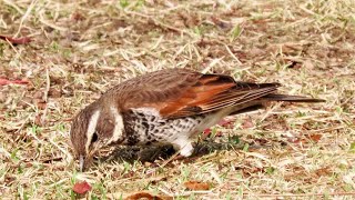 【身近な冬鳥】餌を探すツグミ