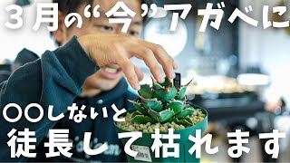 【３月の管理次第でアガベは枯れる？！】成長する今だからこそやってほしい事。