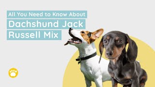 Dachshund Jack Russell Mix Facts