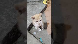 Cute cat captured