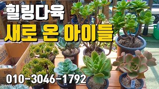 원종노블, 홍매화, 수연, 골든조이, 베이비핑거, 먼로철화 | 힐링다육, 울산 다육농장, 다육이 키우기