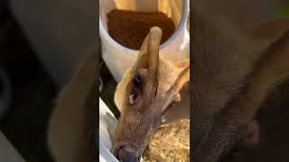 Muntjac - the most unusual type of deer | amazing animals #235 | #shorts #animal #cute