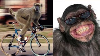 Funny Monkey Videos 🤣 Monkey will make you laugh 🤣Best Funny Animal Videos Compilation Cafa Land #1