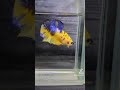 【動画】 オス ベタ b9342 タイ産 熱帯魚 プラカット ブラック ホワイト イエロー ブルー