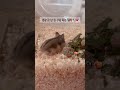 입양 첫 날 집 구경하는 아기 햄스터 🏡💗 햄스터 정글리안햄스터 hamster hamstervlog ハムスター