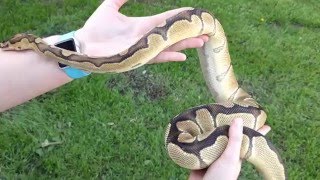 Ball Python Morphs: Clown