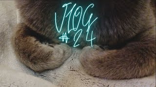 [猫vlog] 猫の抗がん剤治療10回目〜看病慣れには気をつけようの巻〜