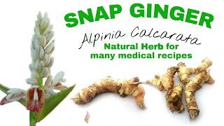 Alpinia calcarata Araththa - Snap ginger is used in indigenous medical remedies since ancient times