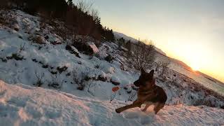 Eros på tur. 01.01.2024. german shepherd on walk, part 1