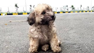 混雑した道路脇に捨てられていた子犬。震えながら行き交う車の間を走り回り、逃げ場もなく不安そうに人々を見つめた。