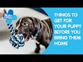 What To Get Your Puppy: Checklist | Blue Cross