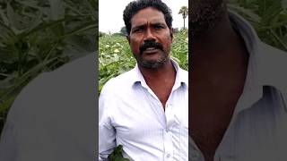 ఎకరం బెండతోట 40 వేల ఖర్చు | ఆదాయం అక్షరాల  లక్ష | రైతు కష్టానికి ఫలితం | #bendakaya #alaap