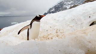 Photo Tip for Antarctica Light