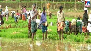 വയനാട്ടിൽ ഒരിക്കൽകൂടി കമ്പളനാട്ടി നടുന്നു | Wayanad  | Kambalanatti