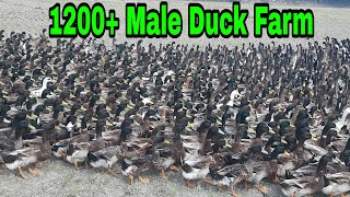 About 1200+ male duck farming in Bangladesh 2021/১২০০ পুরুষ হাঁসের খামার।