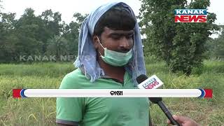 Sambalpur: Farmers Concerns About Wastage Of Crops Due To Rain