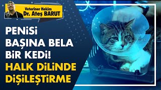 Kedilerde alt idrar yolu hastalığı. 'Dişileştirme'