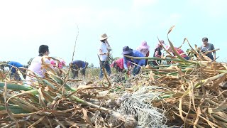 強化對農民照顧 職業病將納入職災保險給付範圍｜20210902 公視晚間新聞