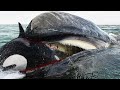 Top 10 Most Dangerous Sea Animals In The World! - Killers of Orcas!