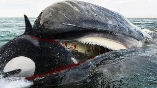 Top 10 Most Dangerous Sea Animals In The World! - Killers of Orcas!