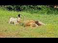 naughty lion cubs bother dad trying to sleep