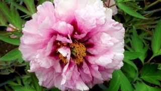 Tree Peony Waucedah Princess - www.peonyshop.com