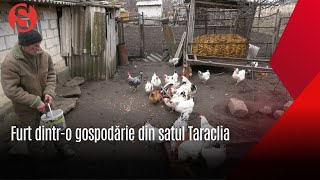 Au furat păsările dintr-o gospodărie Jaf la Taraclia Căușeni