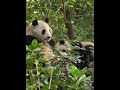 11.30花花躺在和叶怀里，两姐妹享受冬日阳光 panda cute 花花 小熊猫 熊貓panda 萌宠 animals