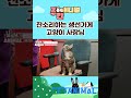 주간애니멀 shorts 잔소리하는 생선가게 고양이 사장님 ㅋㅋ 주간애니멀 shorts