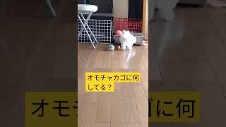 【パピー犬3ヶ月動画】パワフルに遊ぶポポ　#マルチーズ　#愛犬　#子犬　#パピー犬　#生後3ヶ月　#maltese 　#dog 　#play 　#cute 　#子犬の成長記録 　#子犬の体重