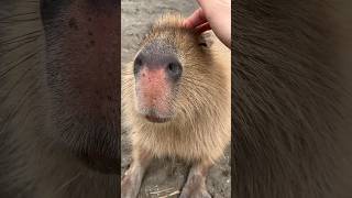 かわいすぎるカピバラ🩷 You will love capybaras🥰#cute # capybara