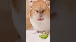 ピーマンを食べるモルモットのお口が可愛いすぎる😍　The guinea pig's mouth eating a green pepper is too cute.