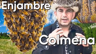 Cómo reubicar abejas #2
