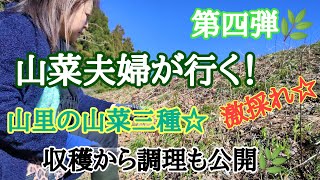 【山菜採り】第四弾☆夫婦で激採れ❗山菜三種採り🌿🌿🌿