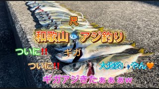 和歌山🐟尺ギガアジ釣り🎣ついに‼︎ついに‼︎ギガアジきたぁぁぁw大爆釣の神回✨今年最後12月下旬のアジ釣り納め🎣