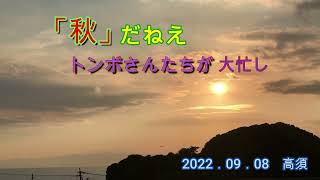 2022．09．08　「秋」だねえ　トンボさんたち大忙し