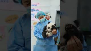 Cute giant panda秦岭奶爸奶妈们和熊猫宝宝的温馨画面。（快看我羡慕的小眼神，只能梦里抱熊猫了）