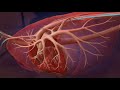 Heartworm Life Cycle for Professionals