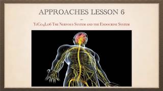 A-Level Psychology (AQA): Biopsychology Lesson 1 - The Nervous and Endocrine System 1