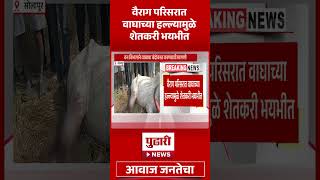 Pudhari News | वैराग परिसरात वाघाच्या हल्ल्यामुळे शेतकरी भयभीत #Shorts