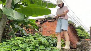 在湛江，蛤蒌叶是一年四季都茂盛生长的，所以夏天 天气炎热，没胃口的时候，摘点蛤蒌叶，加点腊肠一起煮，好吃到我能吃三碗饭。