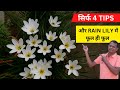 Rain Lily: 4 Secret Tips on how to get more flowers in rain lily | Why my Rain Lily not blooming